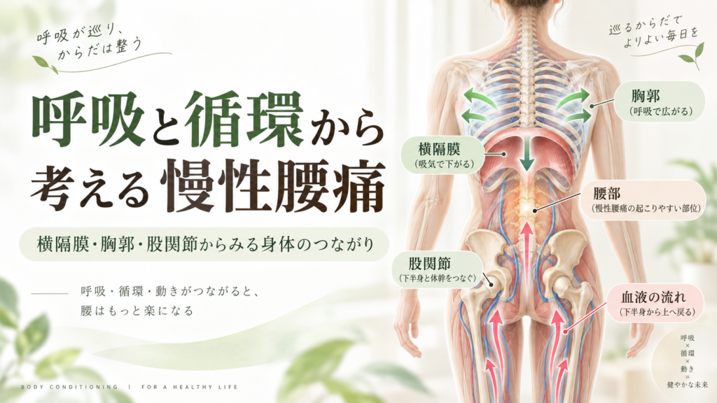 呼吸と循環から考える慢性腰痛。横隔膜・胸郭・股関節と血液の流れのつながりを示したアイキャッチ画像