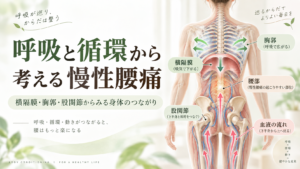 呼吸と循環から考える慢性腰痛。横隔膜・胸郭・股関節と血液の流れのつながりを示したアイキャッチ画像