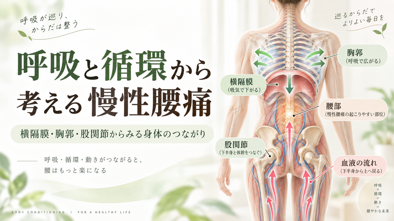 呼吸と循環から考える慢性腰痛。横隔膜・胸郭・股関節と血液の流れのつながりを示したアイキャッチ画像