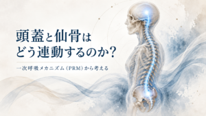 頭蓋と仙骨のつながりを示すイメージ画像。頭蓋と骨盤（仙骨）が流れるようなラインで結ばれ、一次呼吸メカニズム（PRM）による連動を表現している。