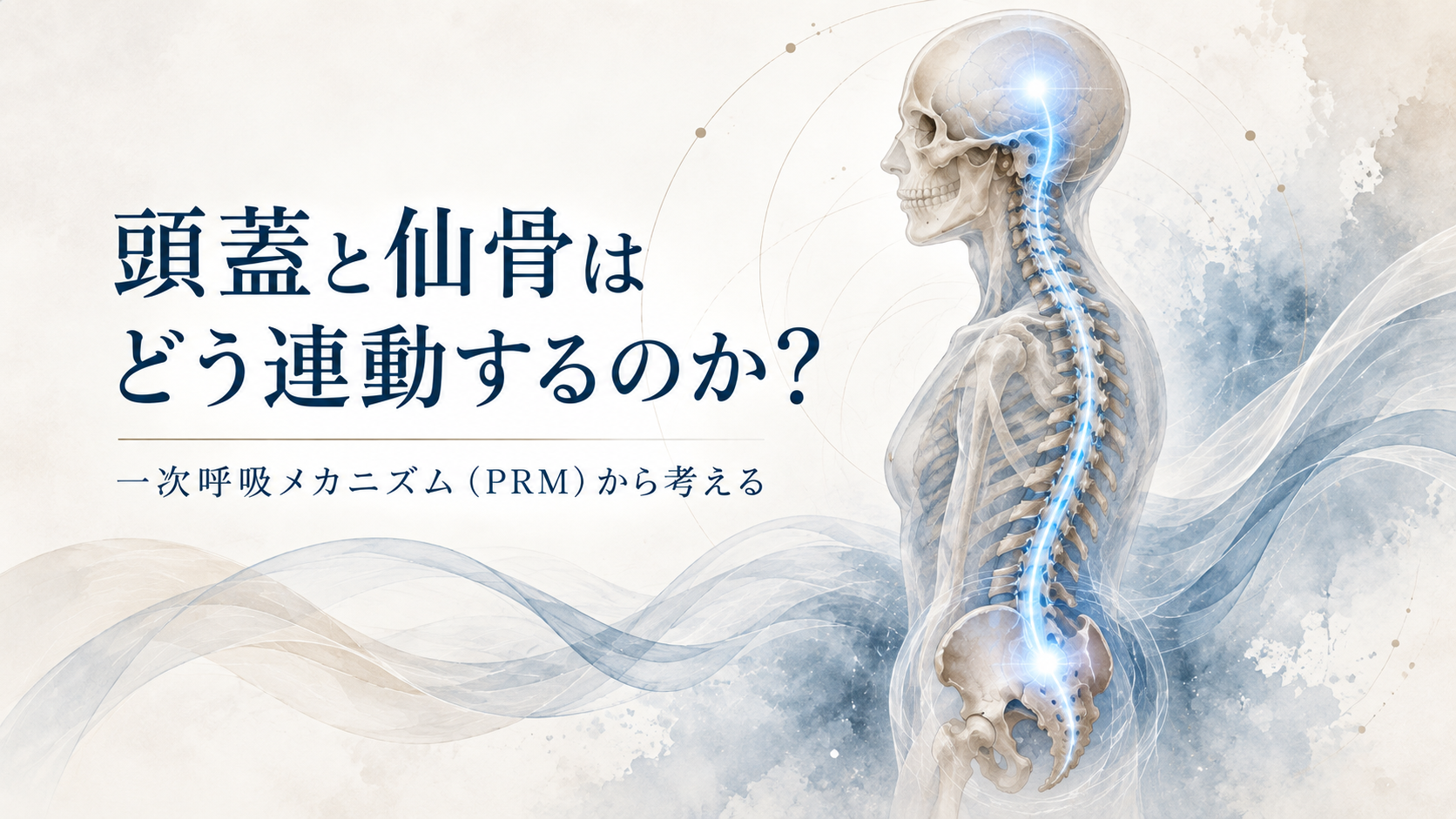 頭蓋と仙骨のつながりを示すイメージ画像。頭蓋と骨盤（仙骨）が流れるようなラインで結ばれ、一次呼吸メカニズム（PRM）による連動を表現している。