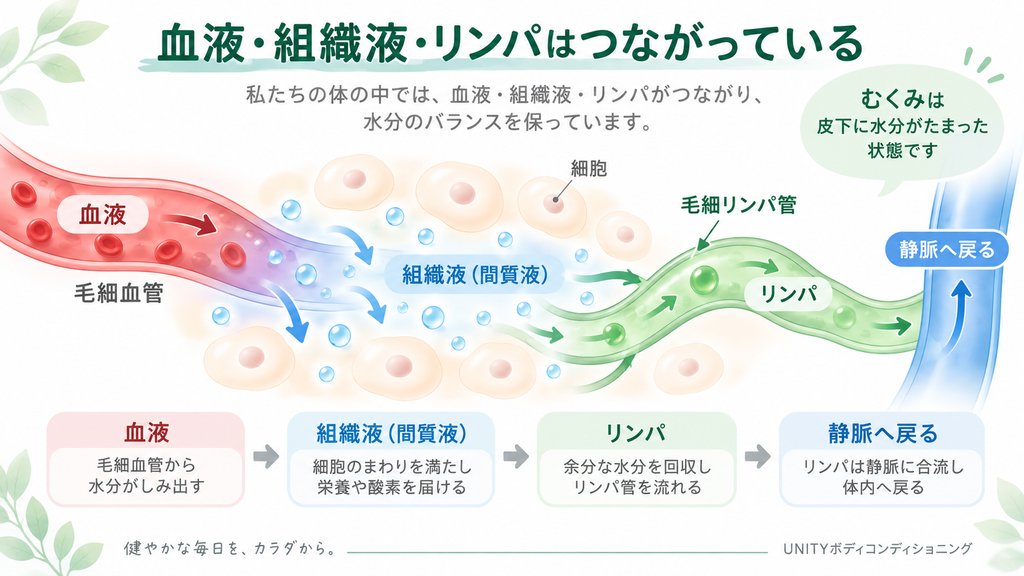 血液が毛細血管からしみ出して組織液となり、一部が毛細リンパ管に回収されてリンパとなり、最終的に静脈へ戻る流れを示した図解