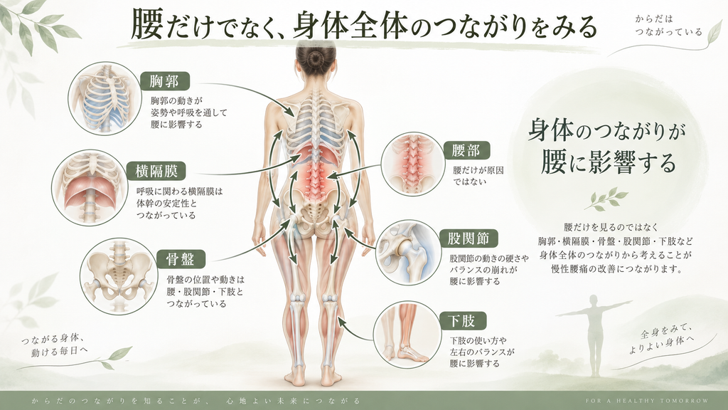 慢性腰痛を腰だけでなく、胸郭、横隔膜、骨盤、股関節、下肢など身体全体のつながりから考えることを示した図。