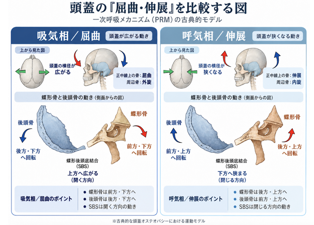 一次呼吸メカニズム（PRM）における頭蓋の屈曲と伸展を比較した図。蝶形骨と後頭骨の動き、頭蓋の横径変化、外旋・内旋の関係を示している。